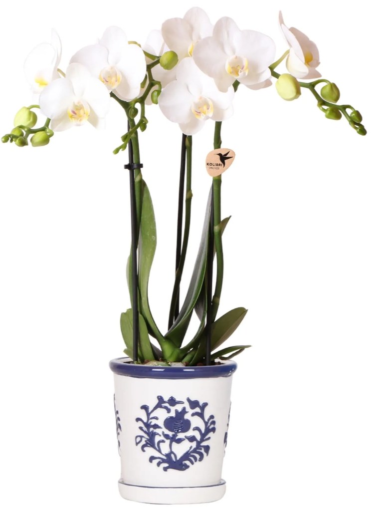 Orchidee Jamaica (Phalaenopsis) inclusief sierpot 'Malaga'