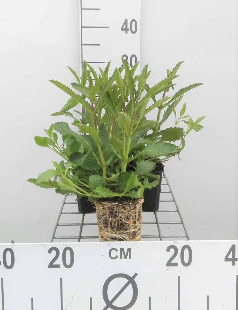 Verbena bonariensis - Stijf ijzerhard - pot 9x9 cm -