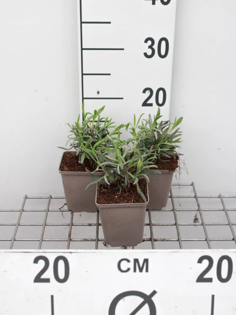 Lavandula x intermedia 'Alba' - pot 9x9 cm -