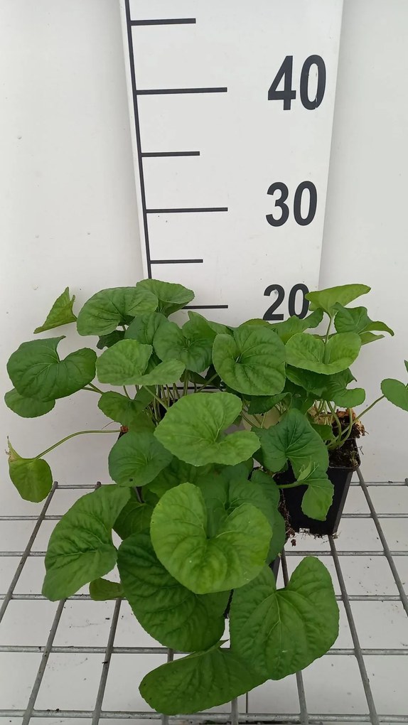 Viola sororia 'Albiflora' - pot 9x9 cm -