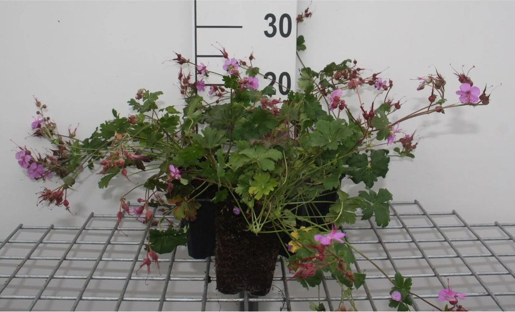 Geranium x cantabrigiense 'Cambridge' - pot 9x9 cm -