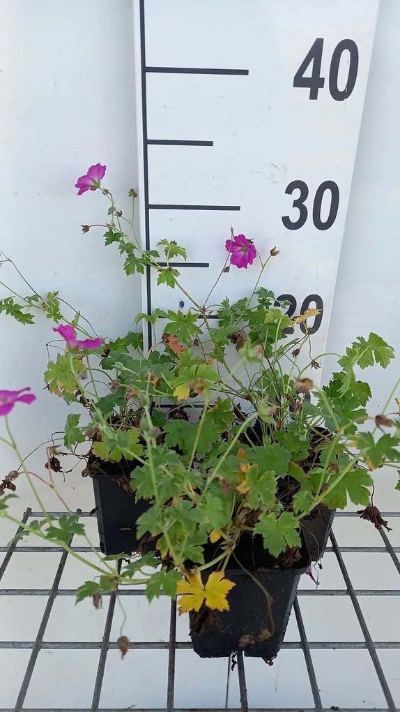 Geranium x riversleaianum 'Russell Prichard' - pot 9x9 cm