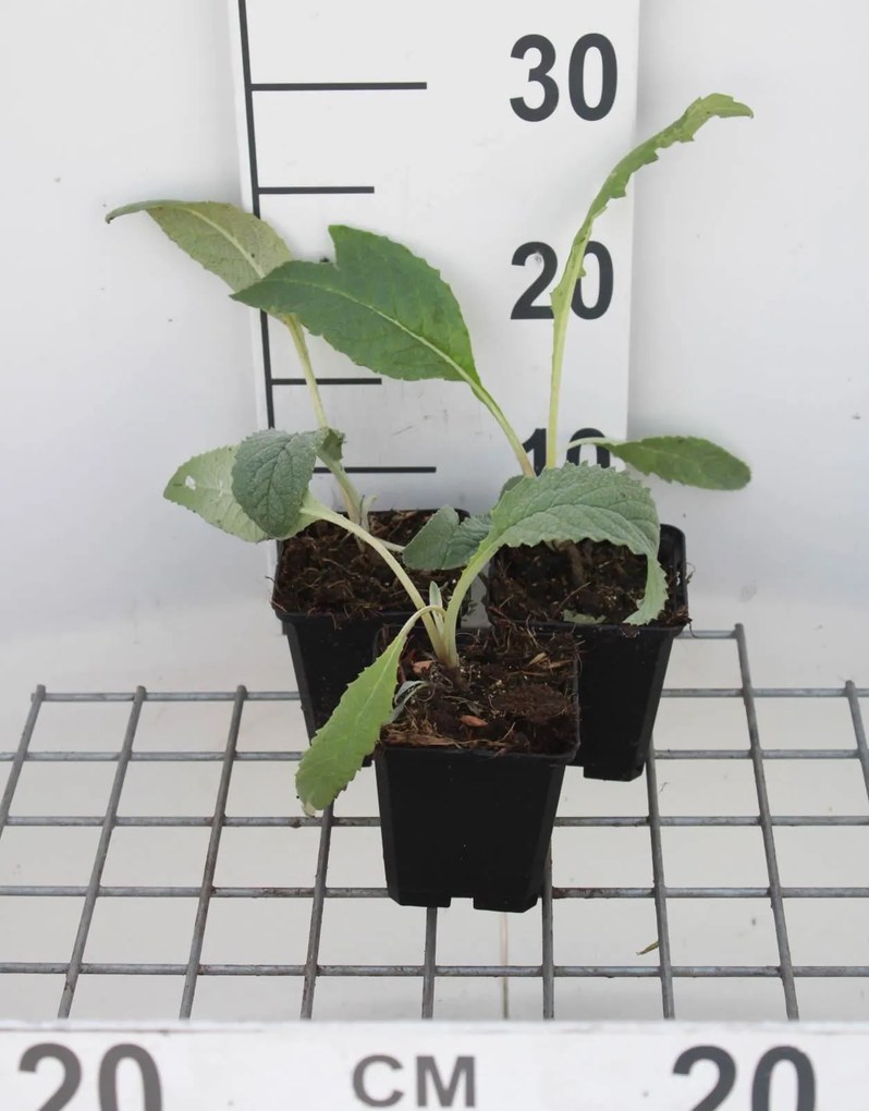 Artisjok - pot 9x9 cm (Cynara scolymus) -
