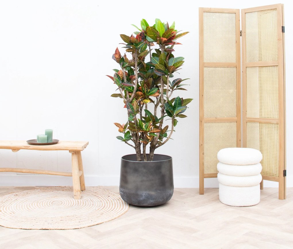 Codiaeum Petra - 100cm