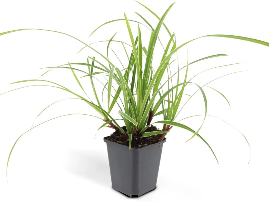 24x Carex morrowii'Ice Dance'-↕10-25cm - Ø9cm