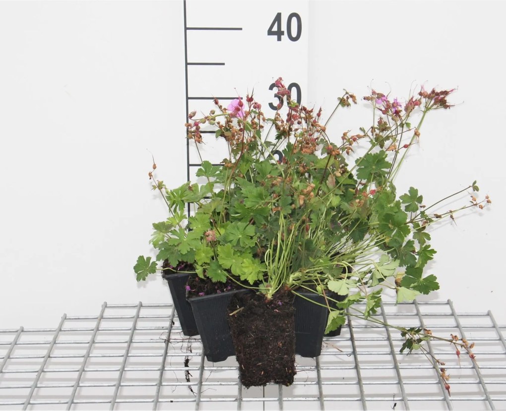 Geranium x cantabrigiense 'Karmina' - pot 9x9 cm -