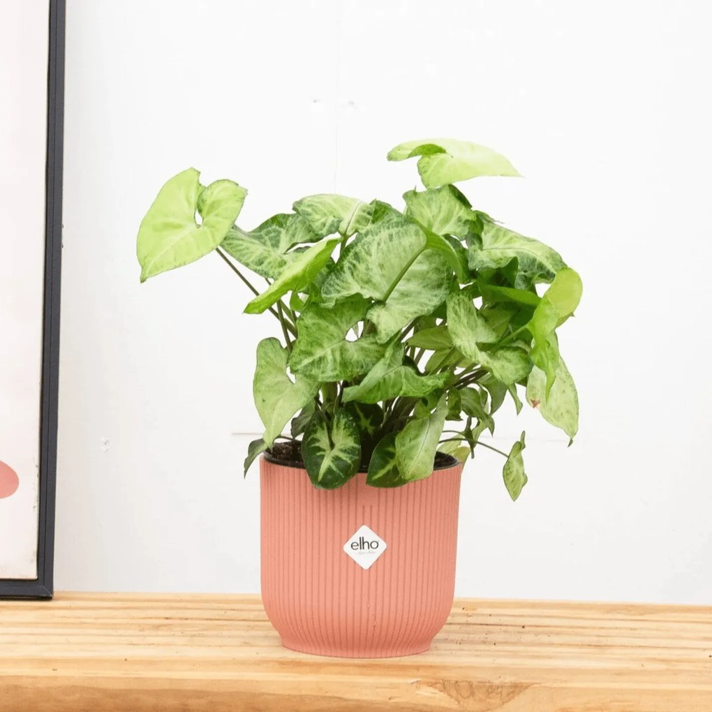 Syngonium White Butterfly Feel Green - 30cm