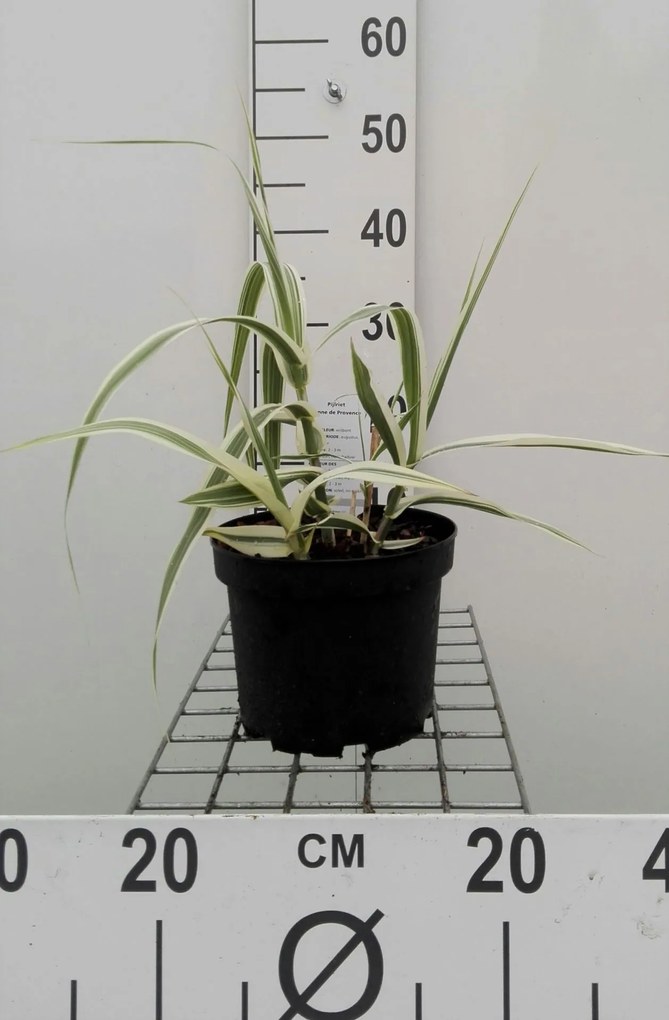 Arundo donax 'Versicolor' - pot 3L