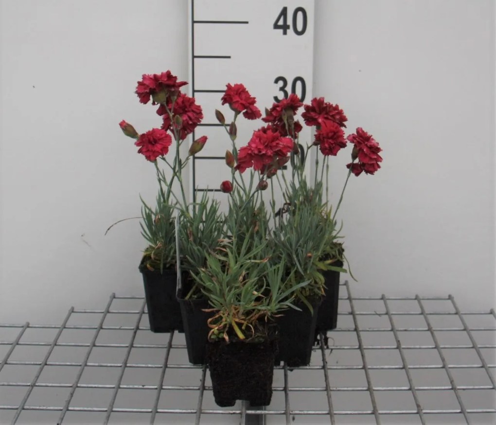 Dianthus 'Heidi' - pot 9x9 cm