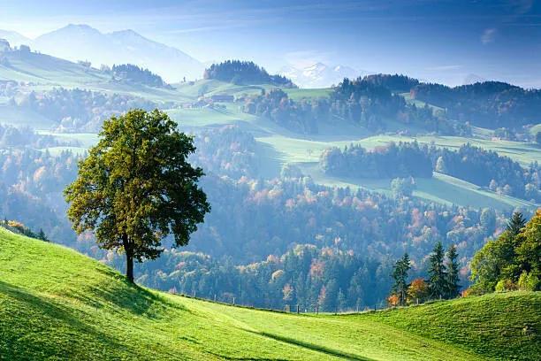 Kunstfotografie Switzerland, Bernese Oberland, tree on hillside, Travelpix Ltd, (40 x 26.7 cm)