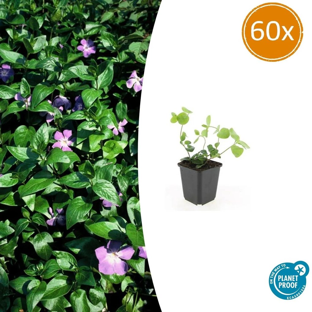 Vinca major - 20cm