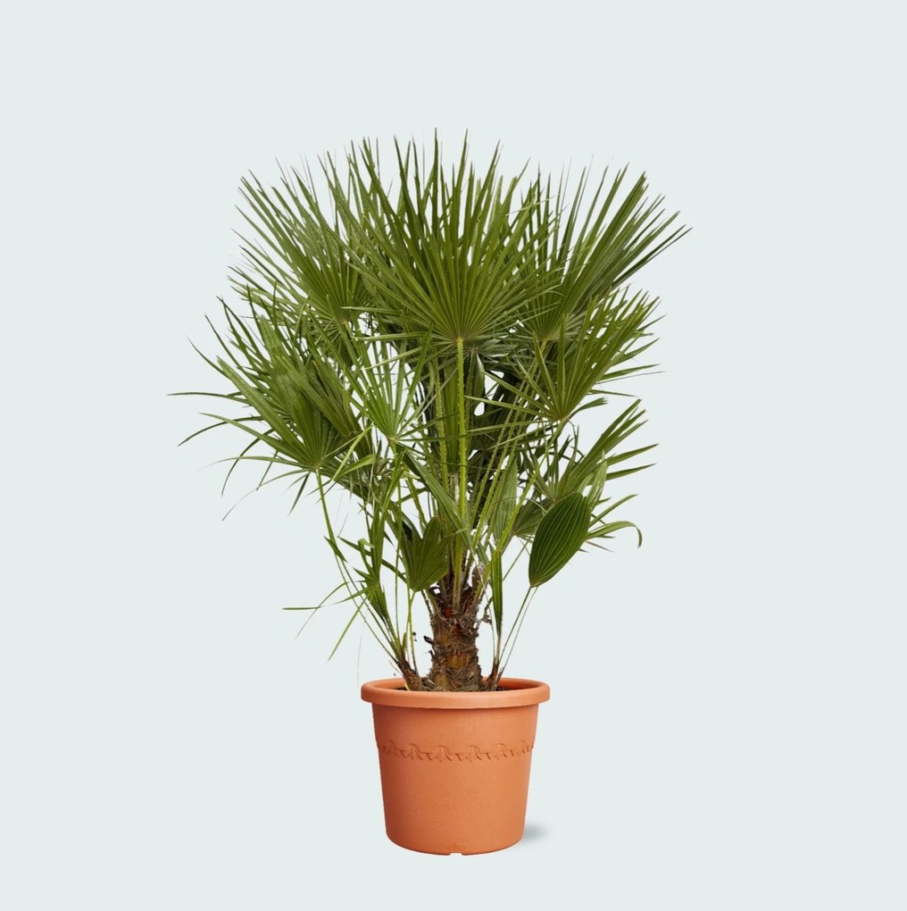 Chamaerops Humilis  - 130cm