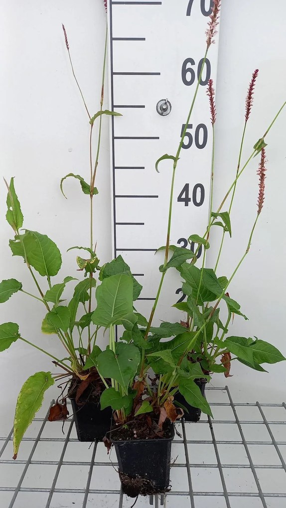 Persicaria amplexicaulis 'Rowden Gem' - pot 9x9 cm -