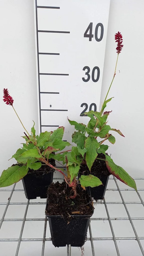 Persicaria amplexicaulis 'Red Baron' - pot 9x9 cm