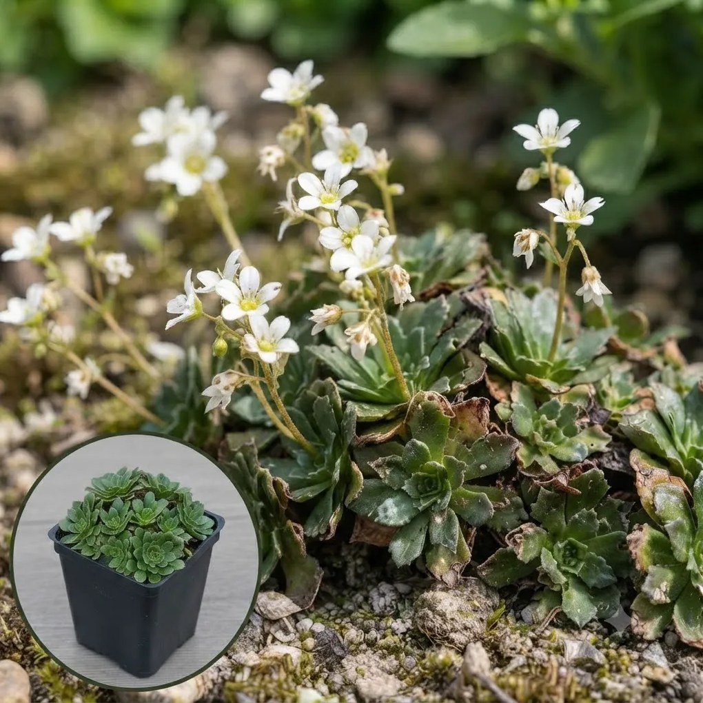 Saxifraga 'White Pixie' - pot 9x9 cm -