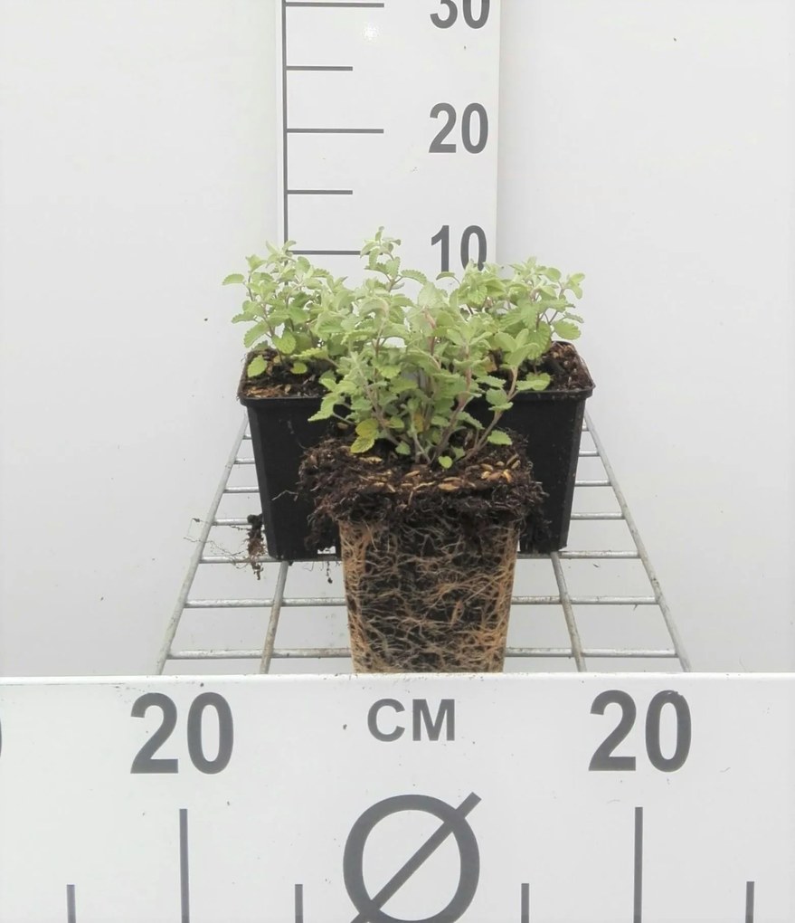 Nepeta x faassenii - pot 9x9 cm -