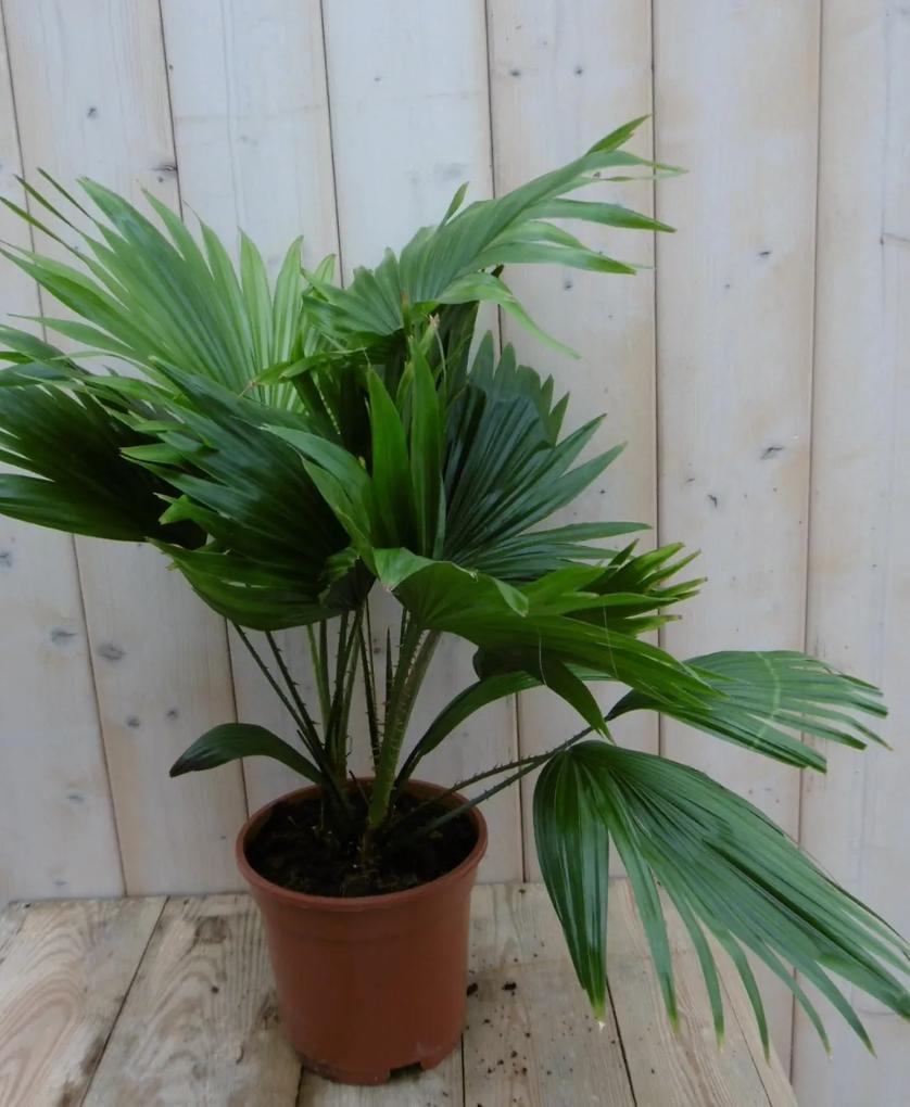 Kamerplant Waaierpalm Livistonia Rotundifolia 50 cm
