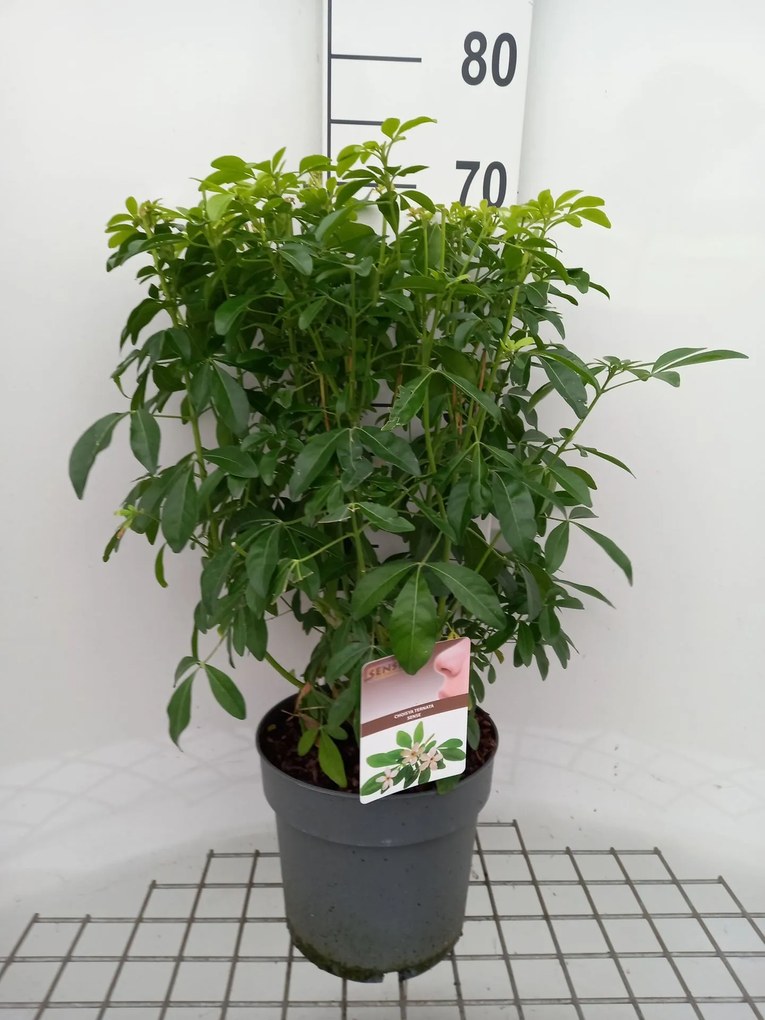 Choisya ternata - pot 5L - 40-50 cm -