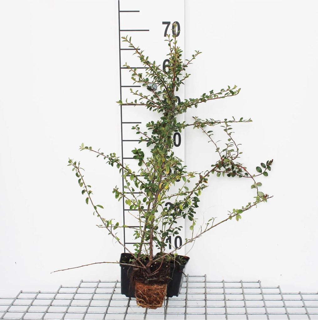 Cotoneaster radicans 'Eichholz' - pot 9x9 cm - 15-20 cm