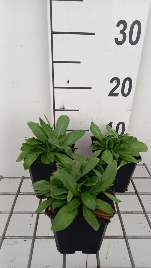 Arabis blepharophylla - pot 9x9 cm
