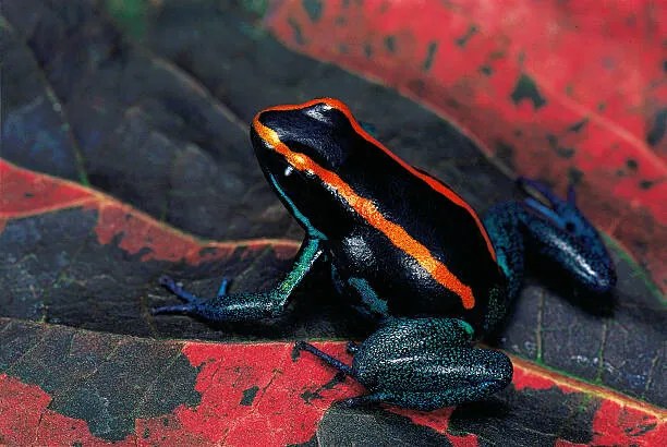 Foto Phyllobates vittatus (Golfodulcean poison frog), Paul Starosta