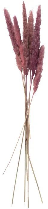 Droogbloem - Pluim - lichtroze - 60 cm