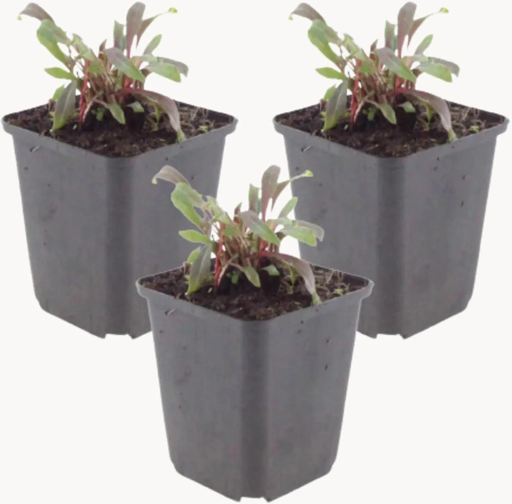 Planten Beeblossom Gaura lindheimeri Siskiyou Pink, 3-delig