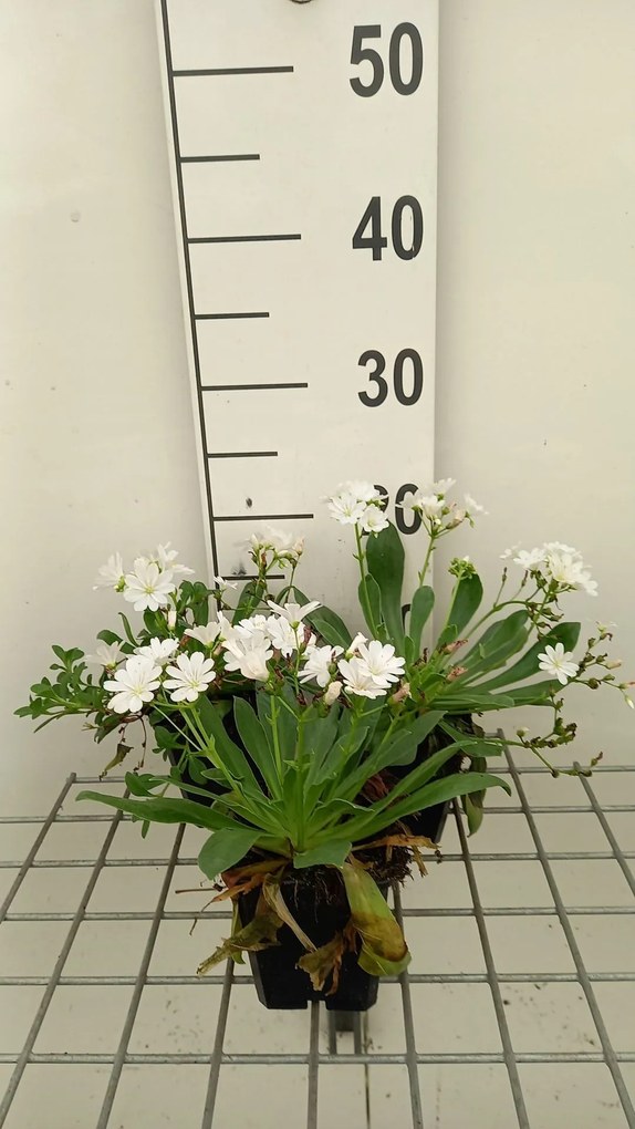 Lewisia cotyledon - pot 9x9 cm