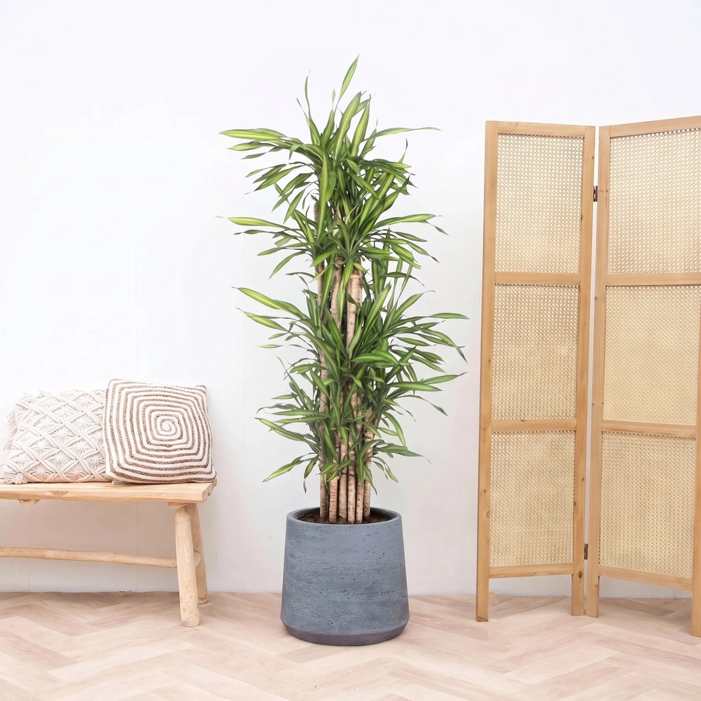 Dracaena Riki Fragrans vertakt - 180cm