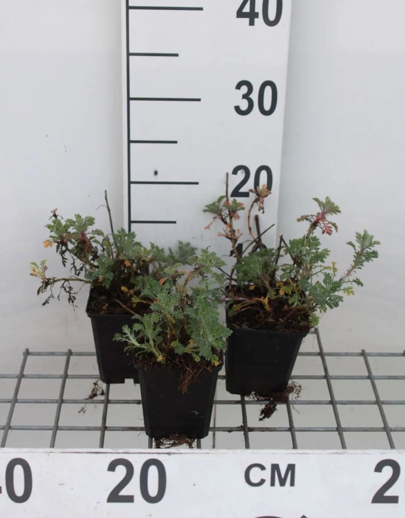 Anthemis x hybrida 'Sauce Hollandaise' - pot 9x9 cm