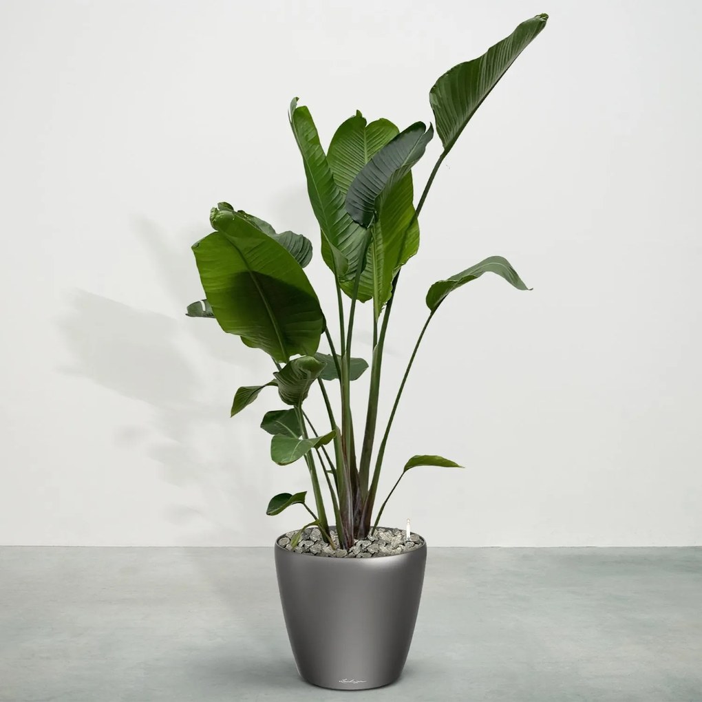 Combideal - Strelitzia Nicolai inclusief zelfwaterende pot Joy M - 200cm