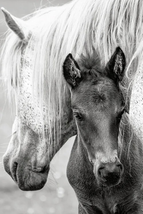 Foto The Foal, Jacky Parker