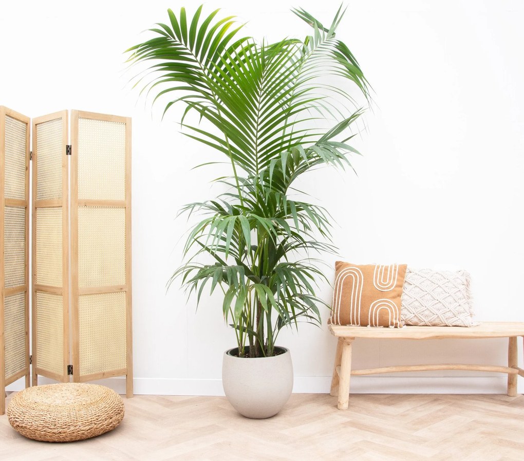 Kentia Palm XXL - 220cm