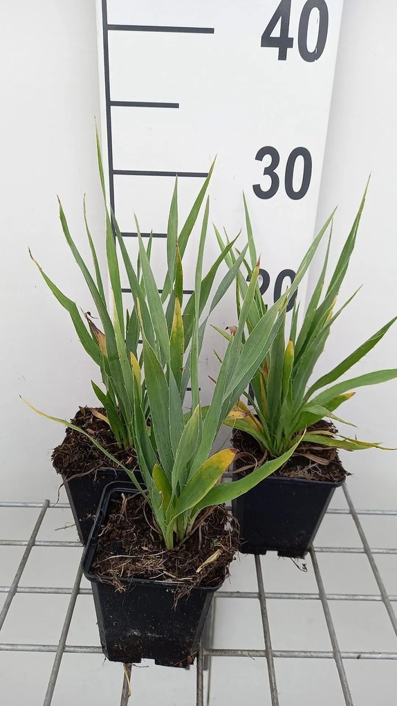 Eryngium yuccifolium - pot 9x9 cm -