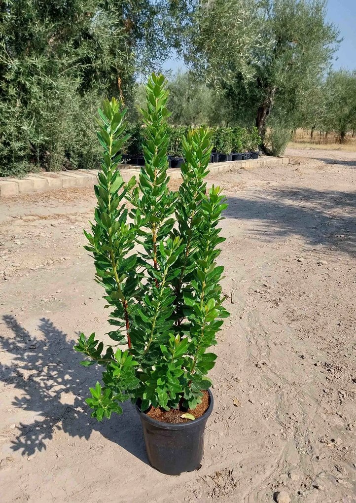 Arbutus unedo - pot 10L - 60-80 cm -