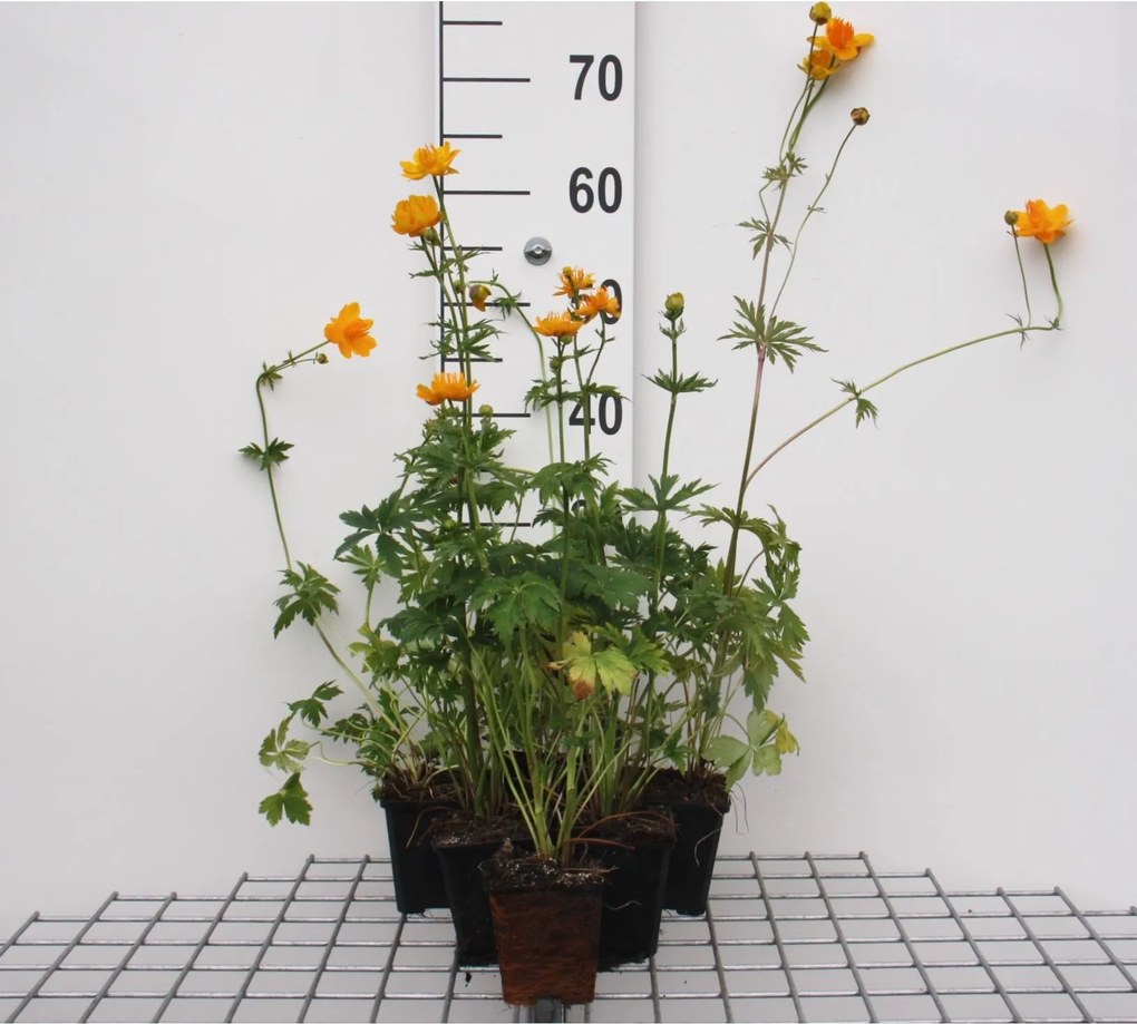Trollius chinensis 'Golden Queen' - pot 9x9 cm -