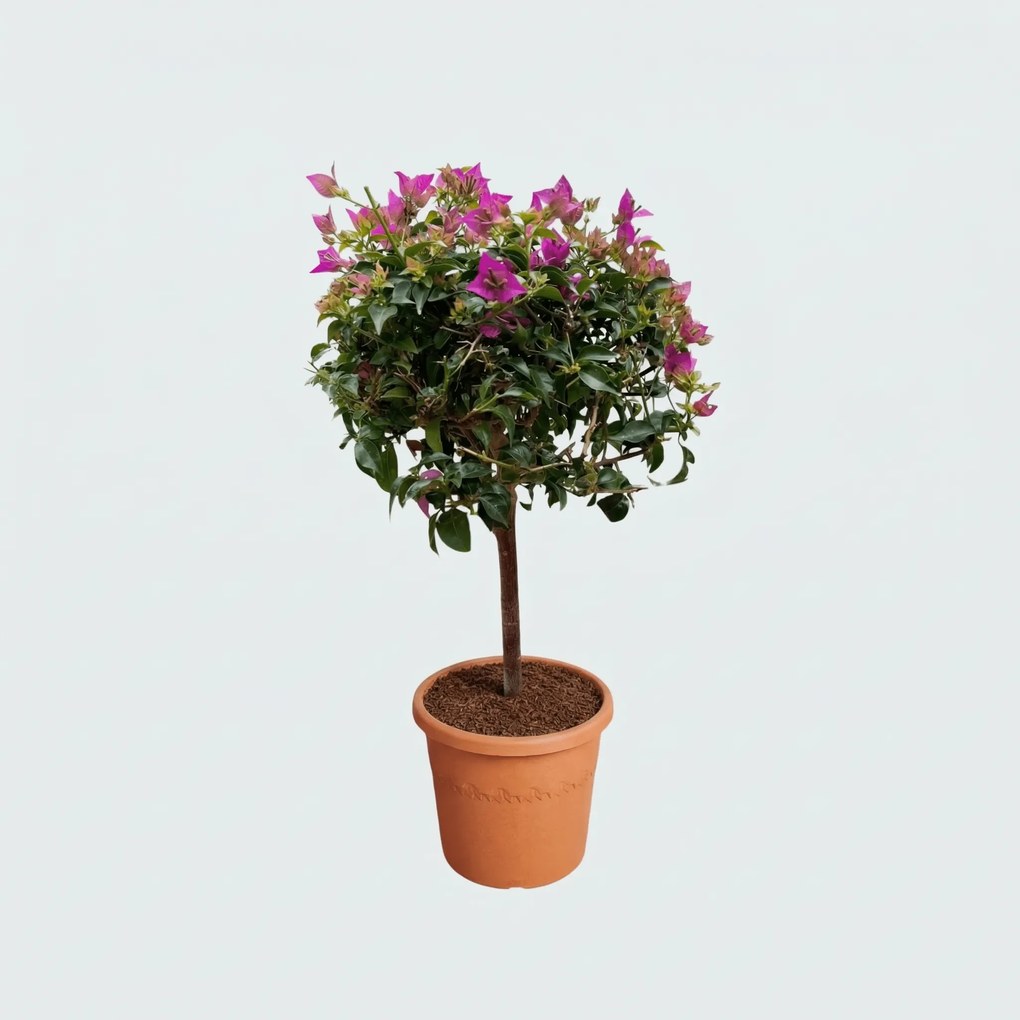 Bougainvillea op stam - 90cm