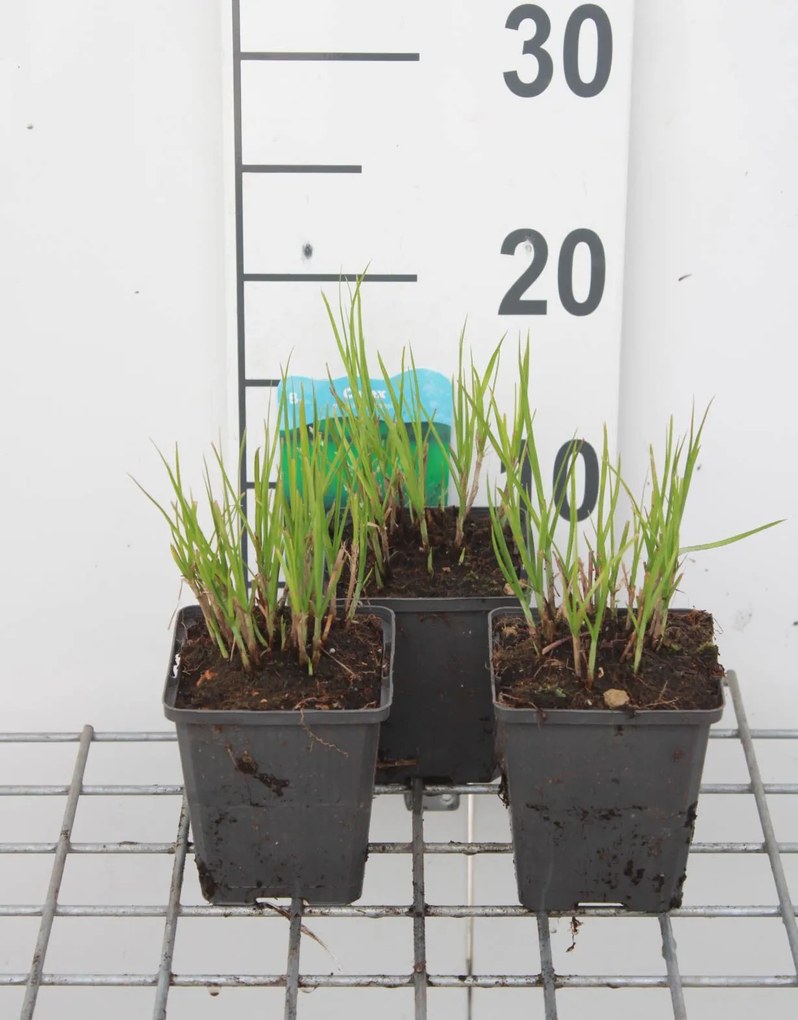 Carex muskingumensis - pot 9x9 cm