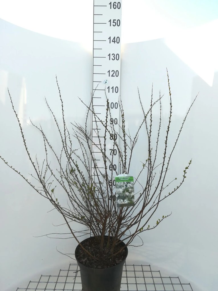 Spiraea nipponica 'Snowmound' - pot 10L - 50-60 cm -