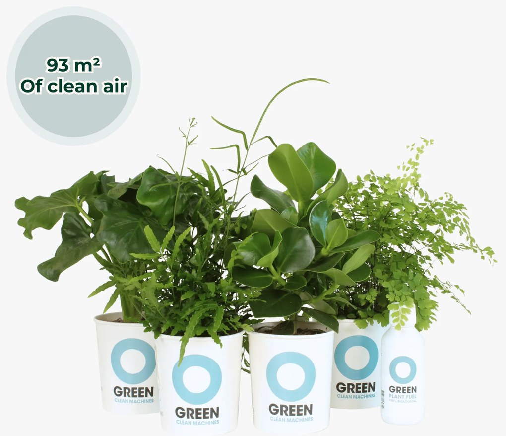 Ogreen - South America