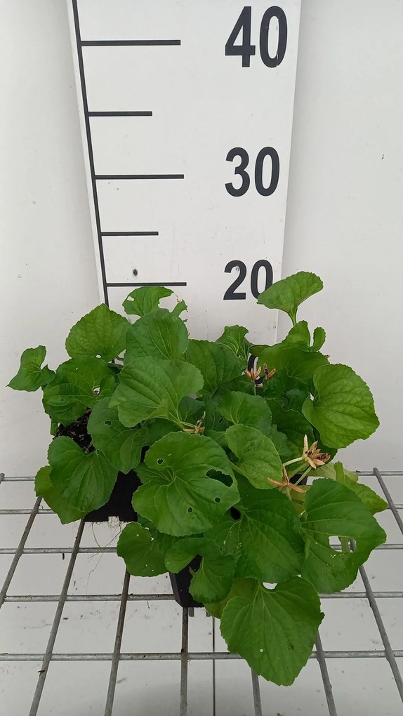 Viola sororia 'Freckles' - pot 9x9 cm -