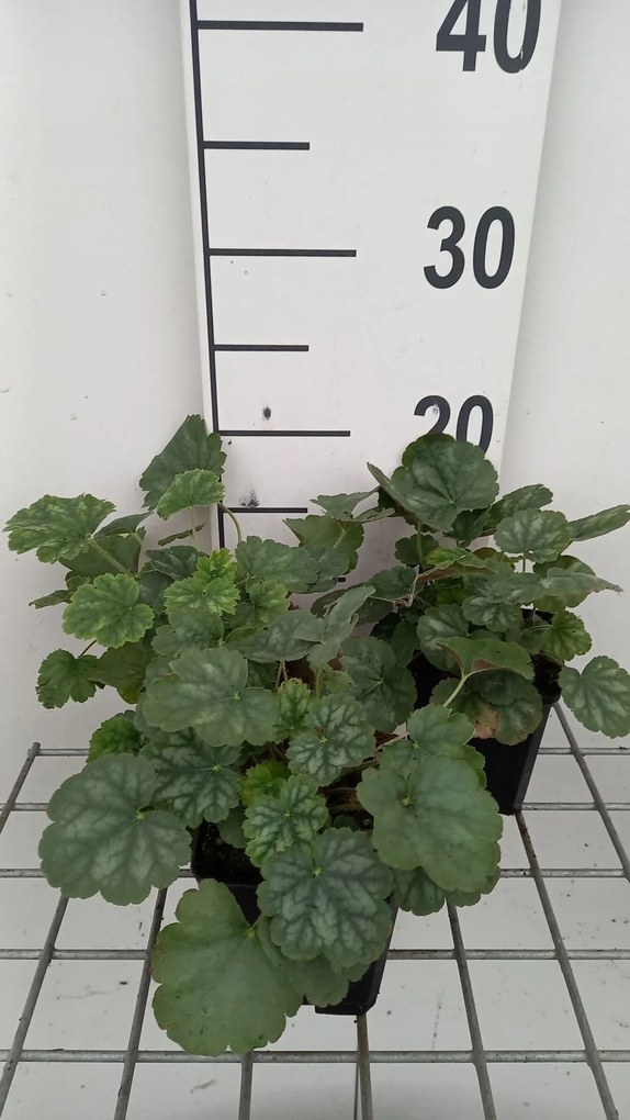 Heuchera sang. 'Ruby Bells' - pot 9x9 cm