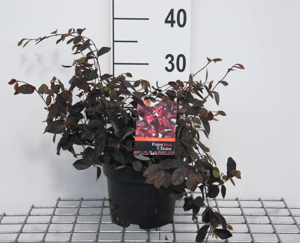 Loropetalum chinense'Fire Dance'- pot - 20-25 cm