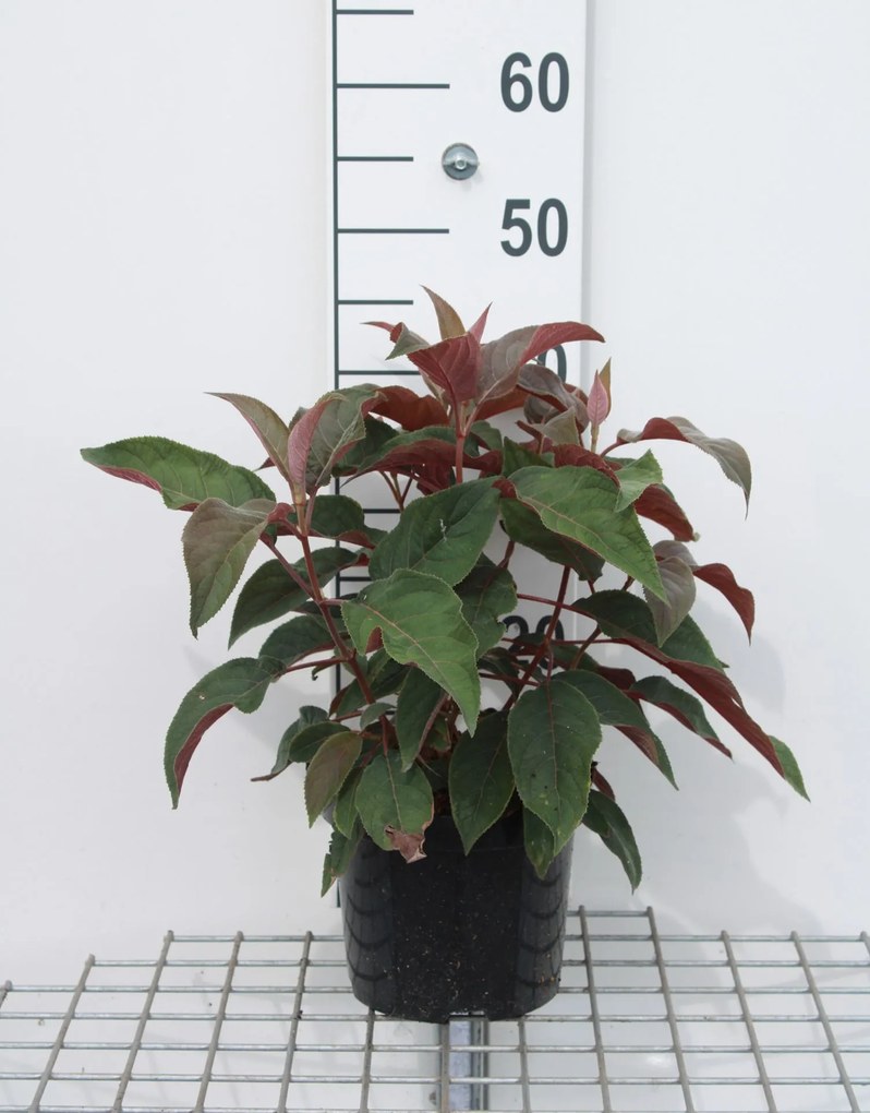 Hydrangea aspera 'Haopr012' (Hot Chocolate) - pot - 25-30 cm