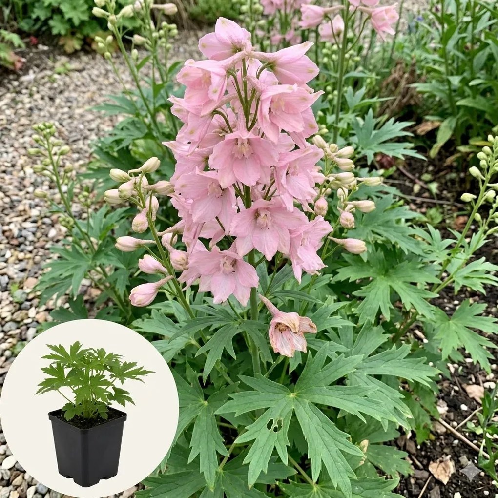 Delphinium x ruysii 'Pink Sensation' - pot 9x9 cm -