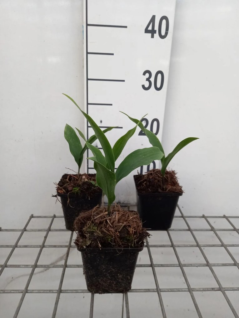Convallaria majalis 'Rosea' - pot 9x9 cm