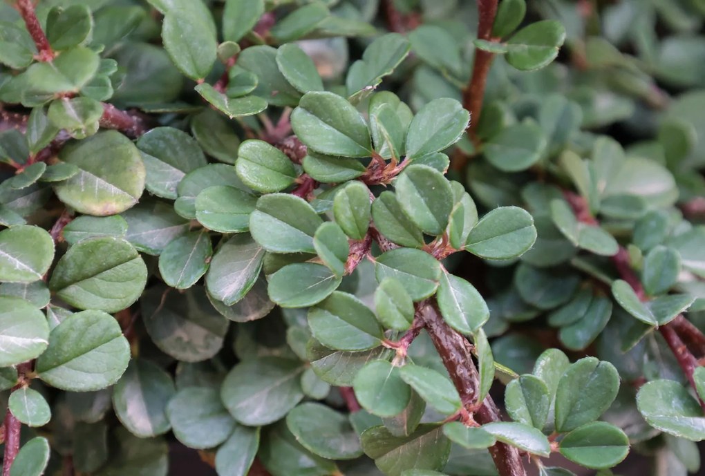 Cotoneaster procumbens 'Queen of Carpets' - pot 1,3L - 15-20 cm