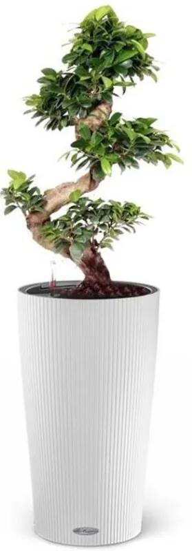 Ficus Bonsai in Zelfwatergevende pot