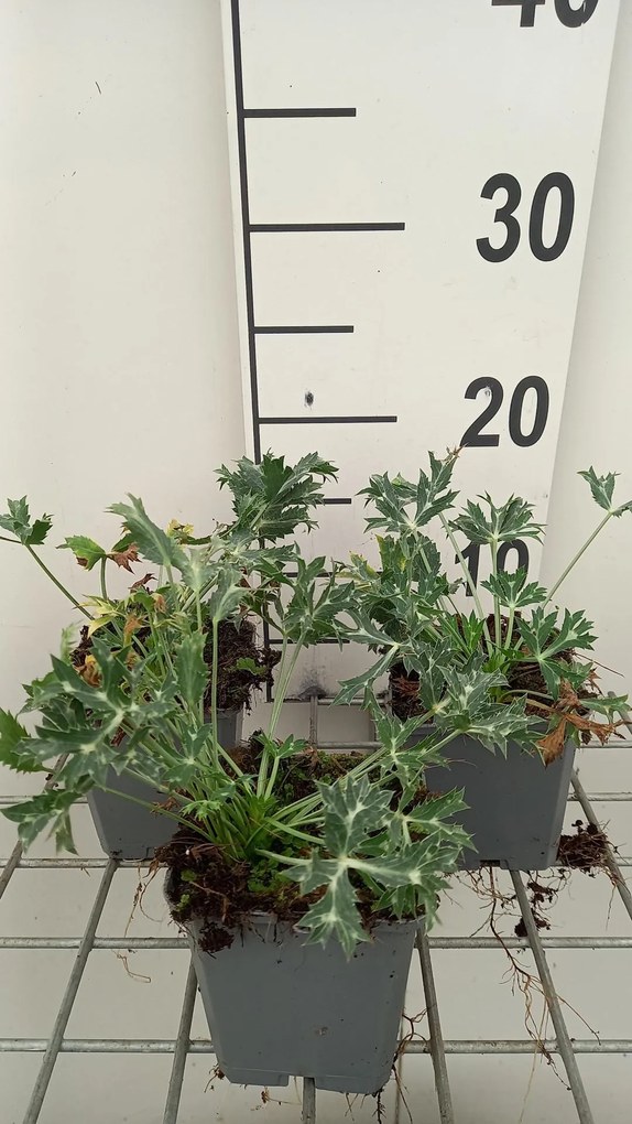 Eryngium bourgatii - pot 9x9 cm -