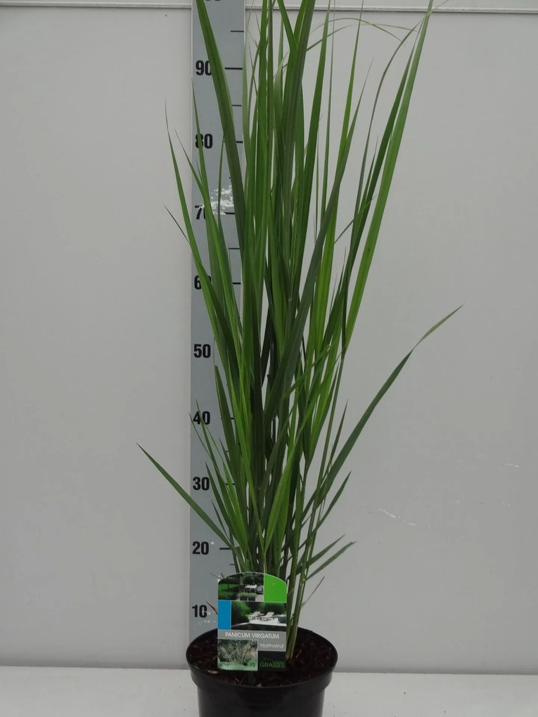 Panicum virgatum 'Northwind' - pot 3L -
